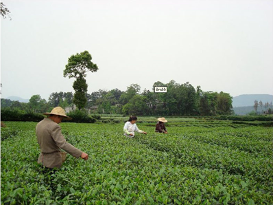 吴瑾菁:茶人·茶事·茶思——2022暑期湖北茶文化考察