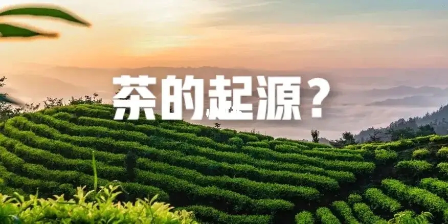 沈冬梅：新考古学视野下的茶叶文明起源研究