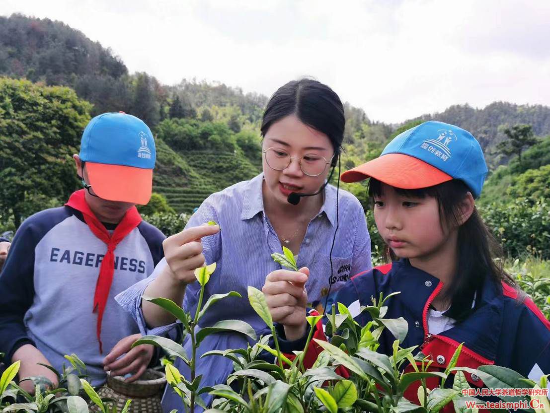 茶园里的“新茶人”叶佳雯"