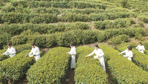 王雅清：重庆茶文化考察报告