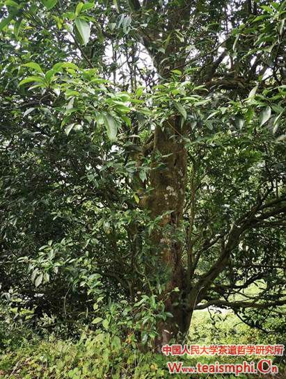 郭相茹：寿宁县茶产业考察心得