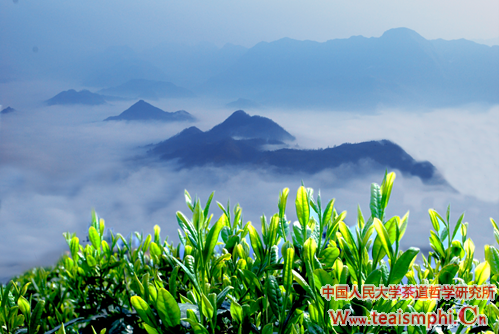 王雅清：陕西茶产业现状，困境与出路