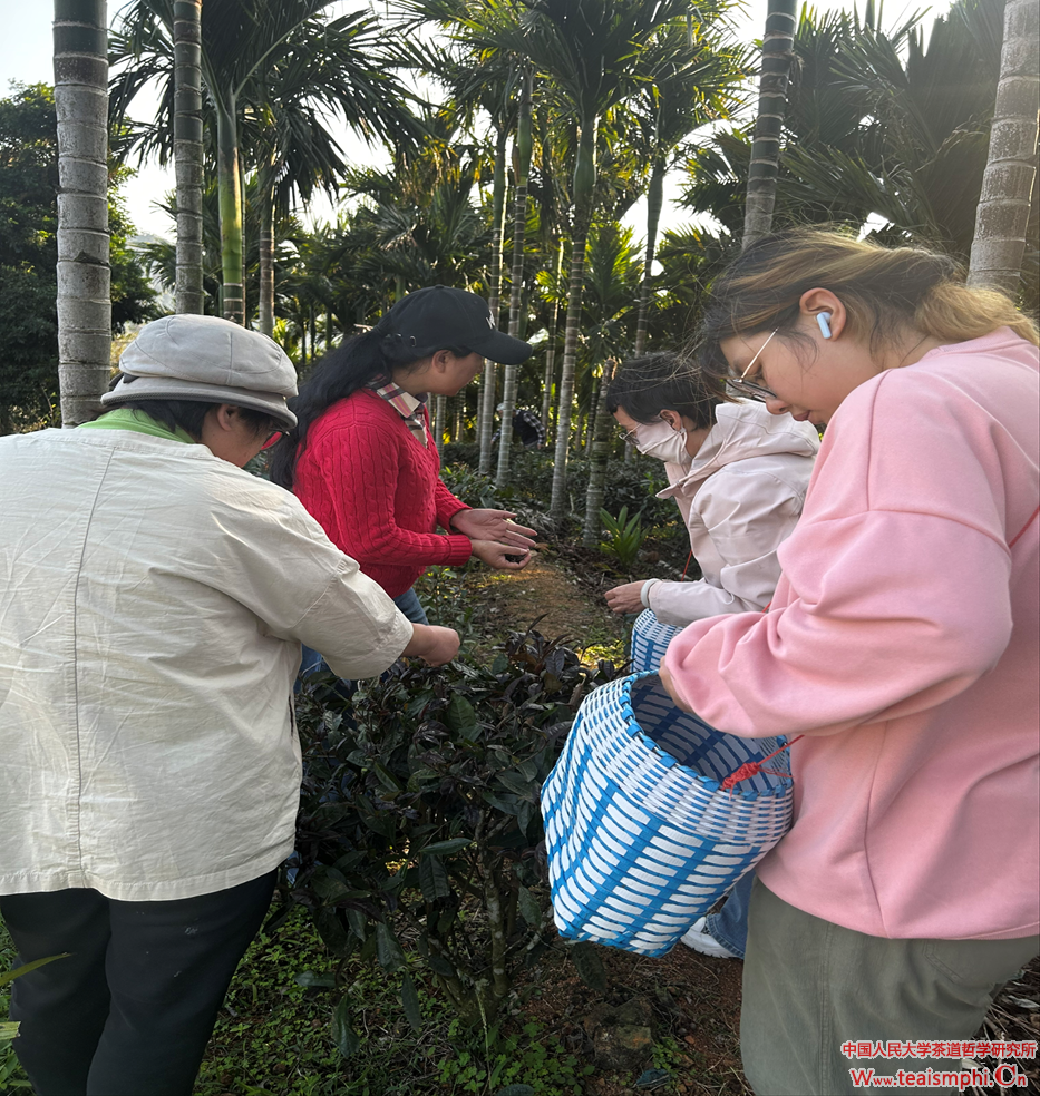 春茶采制忙：人大茶哲所考察妙自然茶叶公司茶园、体验采茶制茶